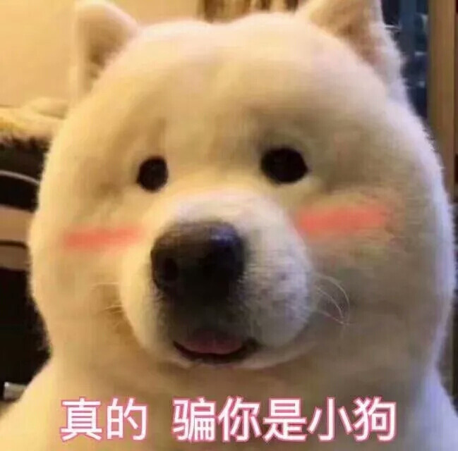 可爱柴犬