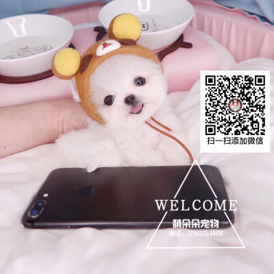 (｡•̀ᴗ-)✧「只有iphone手机一半的大小！小表情帝长的太甜啦～」
⛄️编码：277号 弟弟
[小狗]品种：博美犬
年龄：80天
疫苗：辉瑞卫佳五