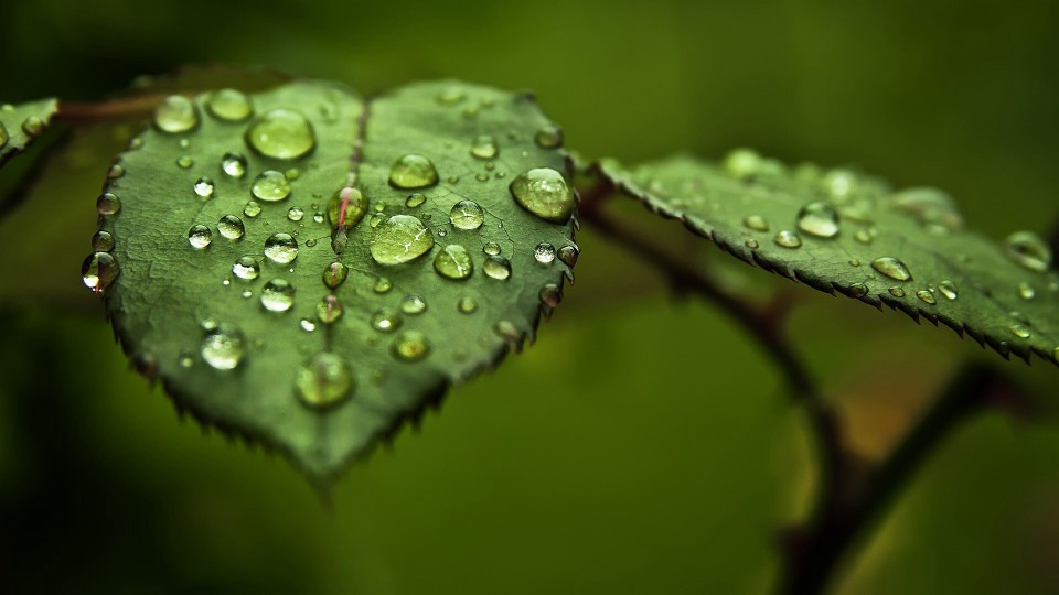 露珠玫瑰花瓣