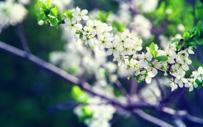 高清晰白色苹果花树