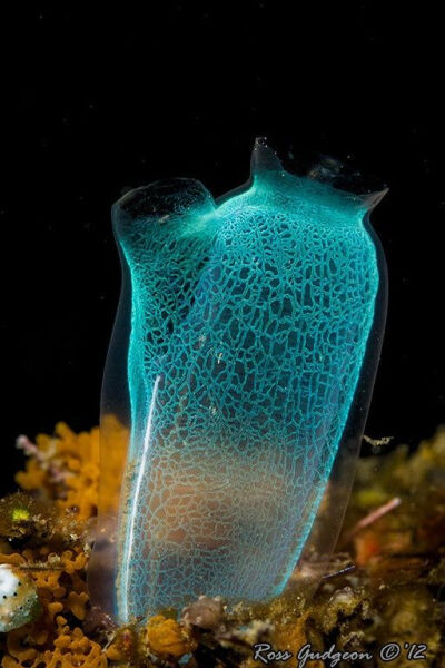 Sea-squirt (tunicate...