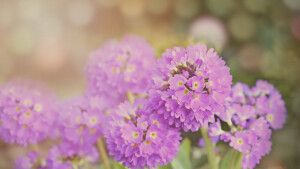 清丽紫花