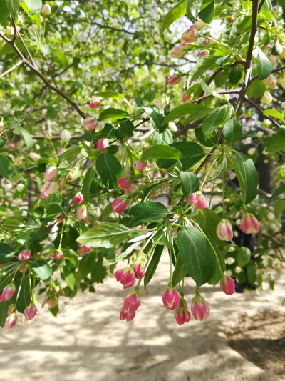 2018.4北京海棠花溪。不负春光。