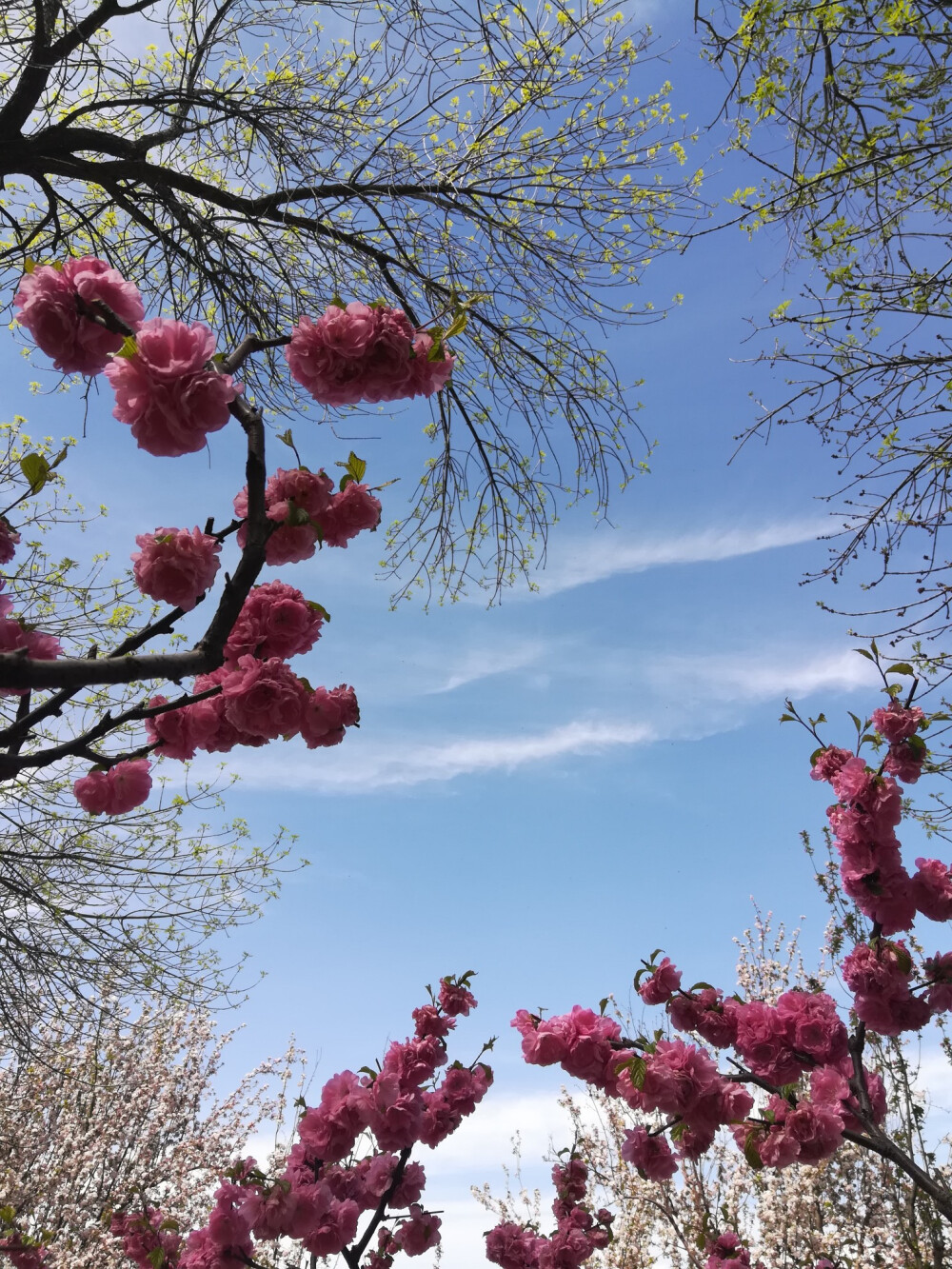 2018.4北京海棠花溪。不负春光。