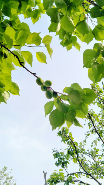 自拍夏日壁纸锁屏 青杏