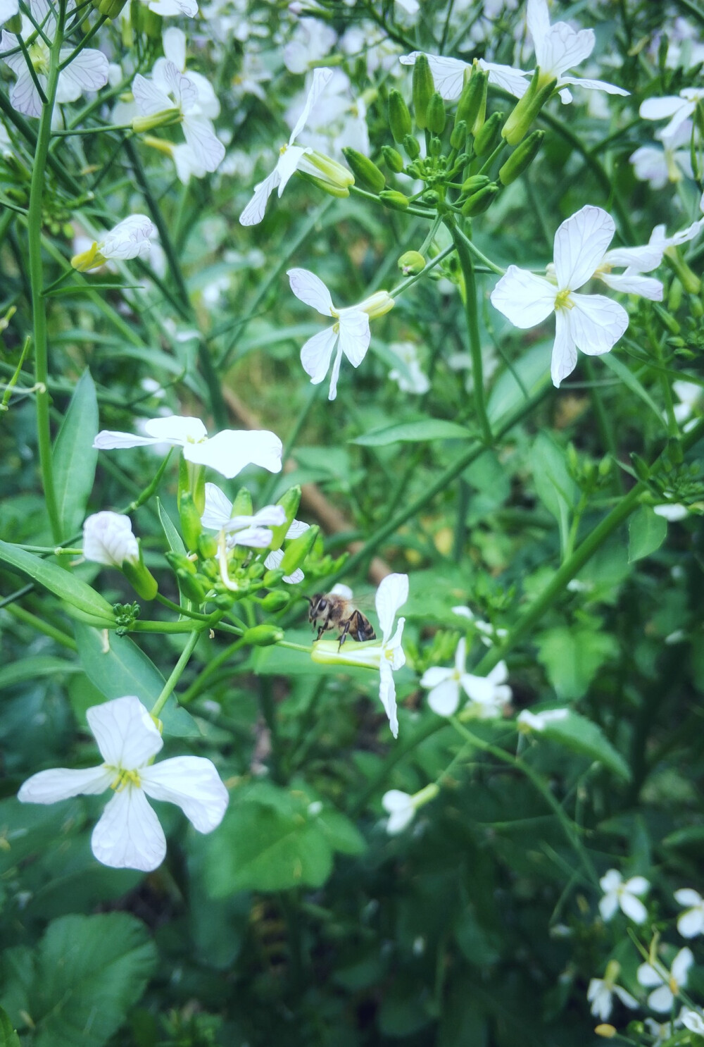 白萝卜花