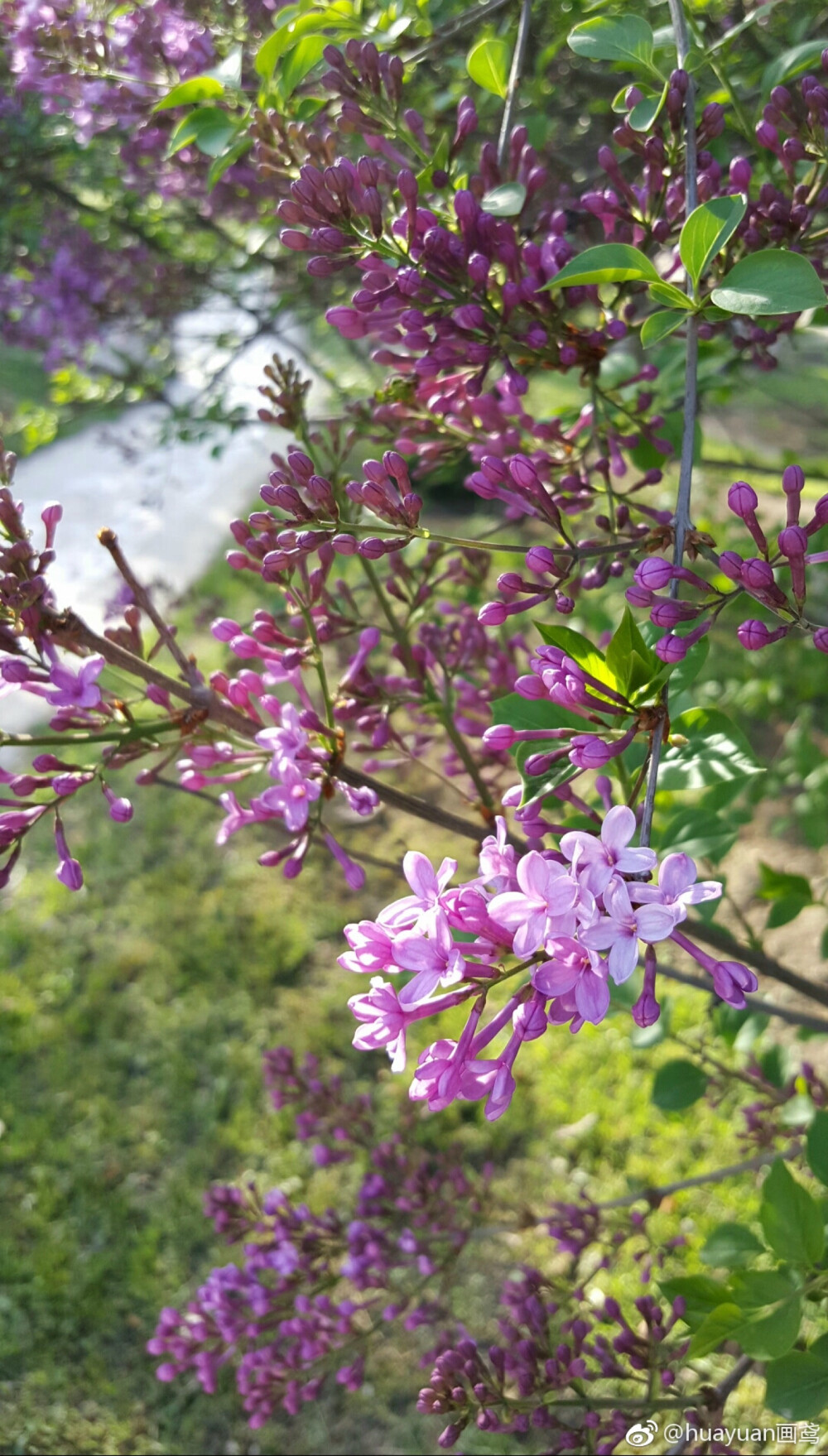 丁香花