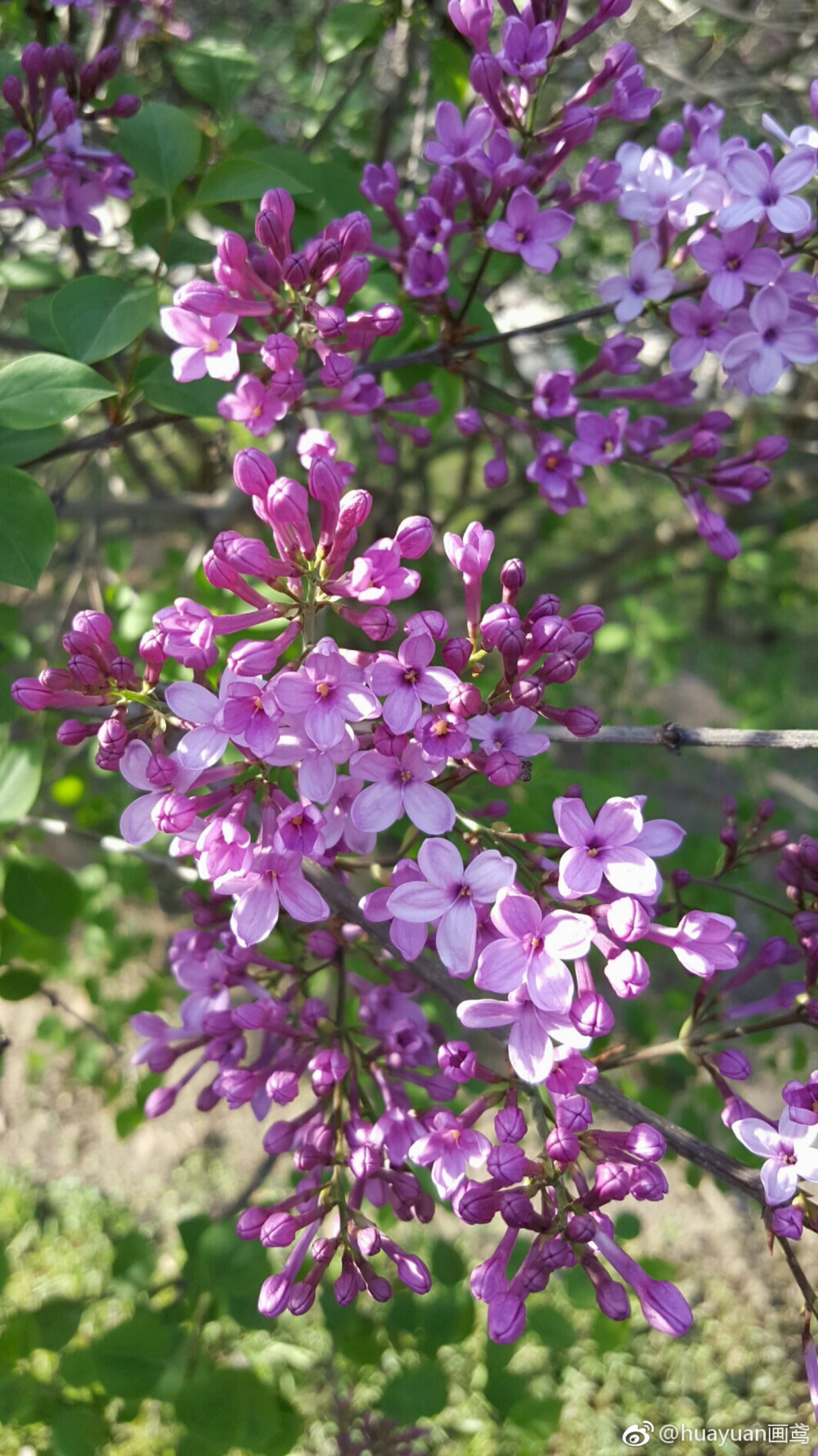 丁香花