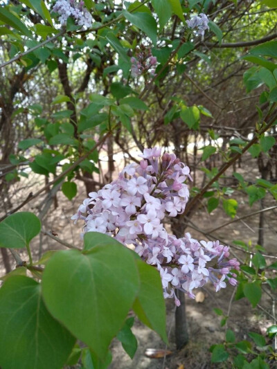 丁香花