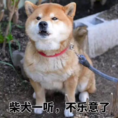 ❤柴犬狗表情包