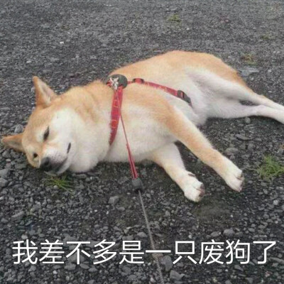 ❤柴犬狗表情包