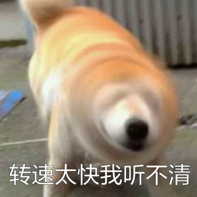 ❤柴犬狗表情包