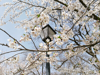 2018年，4月。青岛，中山公园。樱花。