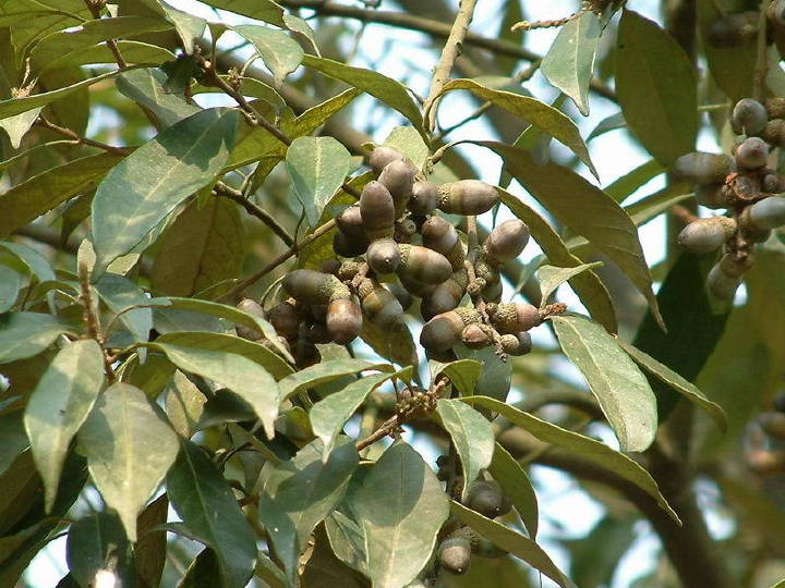 其叶子会随天气的变化而变色,当树叶变红时,这个地区在一两天内会下