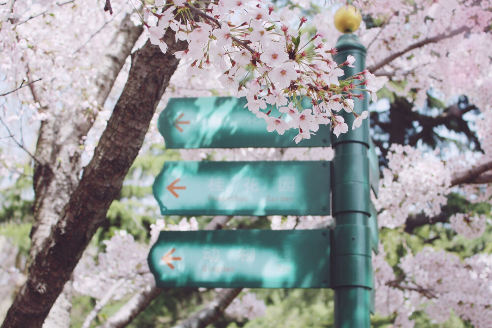 2018年，4月。青岛，中山公园。樱花。