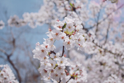 2018年，4月。青岛，中山公园。樱花。