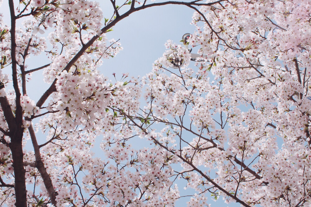 2018年，4月。青岛，中山公园。樱花。