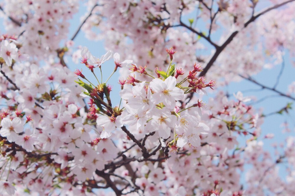 2018年，4月。青岛，中山公园。樱花。