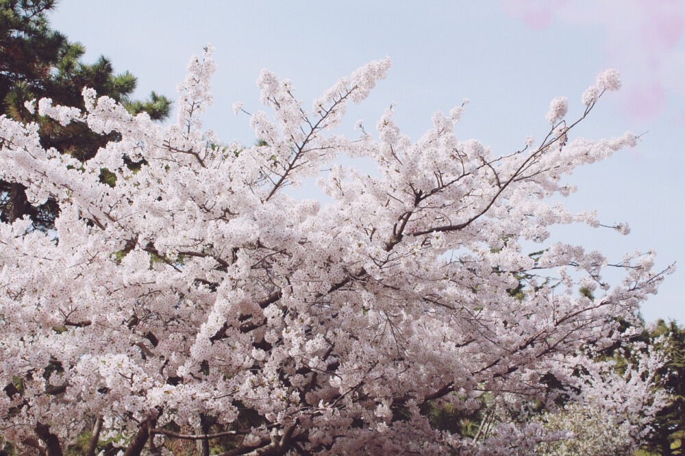 2018年，4月。青岛，中山公园。樱花。