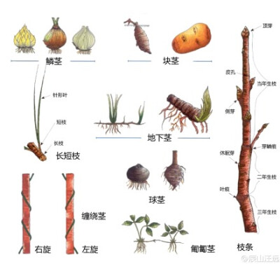 植物形态学