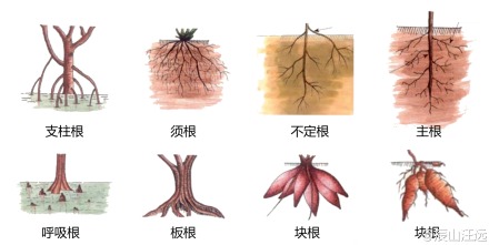 植物形态学