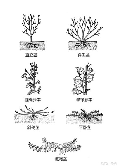 植物形态学