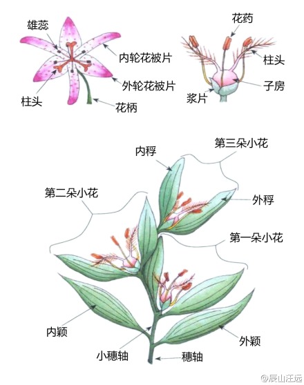 植物形态学