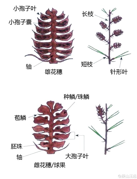 植物形态学