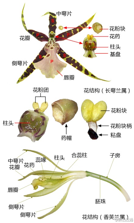 植物形态