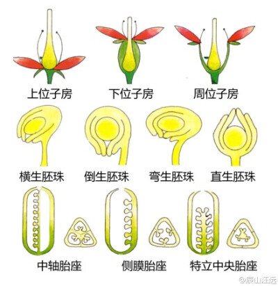 植物形态