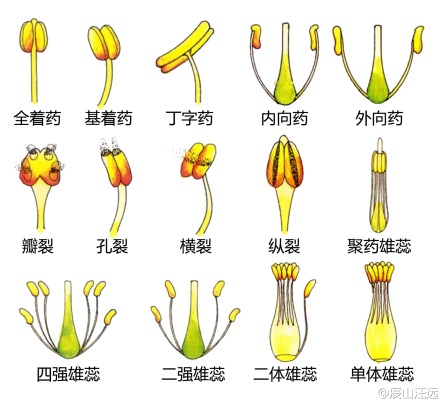 植物形态