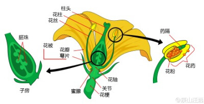 植物形态