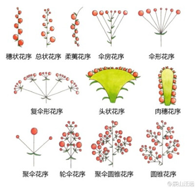 植物形态