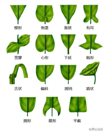 植物形态学