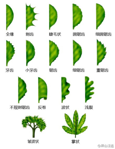 植物形态学