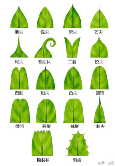 植物形态学