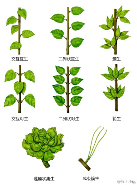 植物形态学