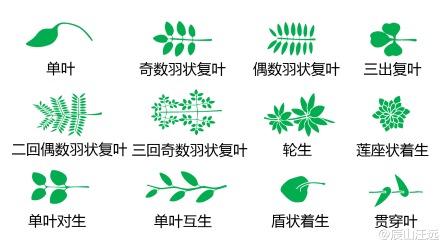 植物形态学