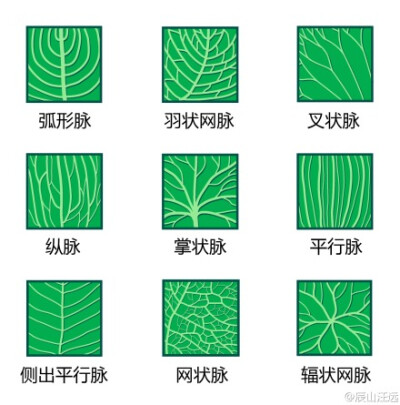 植物形态学