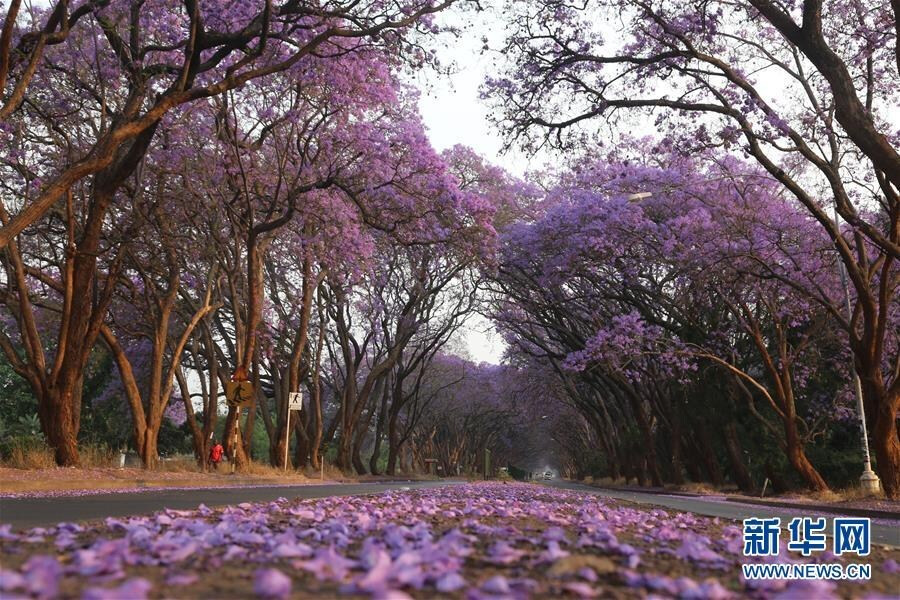 津巴布韦首都哈拉雷，随处盛开的蓝花楹成为靓丽的风景