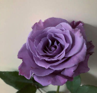 Suntory blue rose ​​​