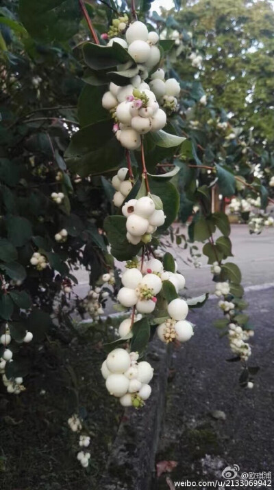 这是什么植物的果？@上海辰山植物园 ​​​​没见过…好漂亮！//@上海辰山植物园:白毛核木，白雪果Symphoricarpos albus （忍冬科 毛核木属）