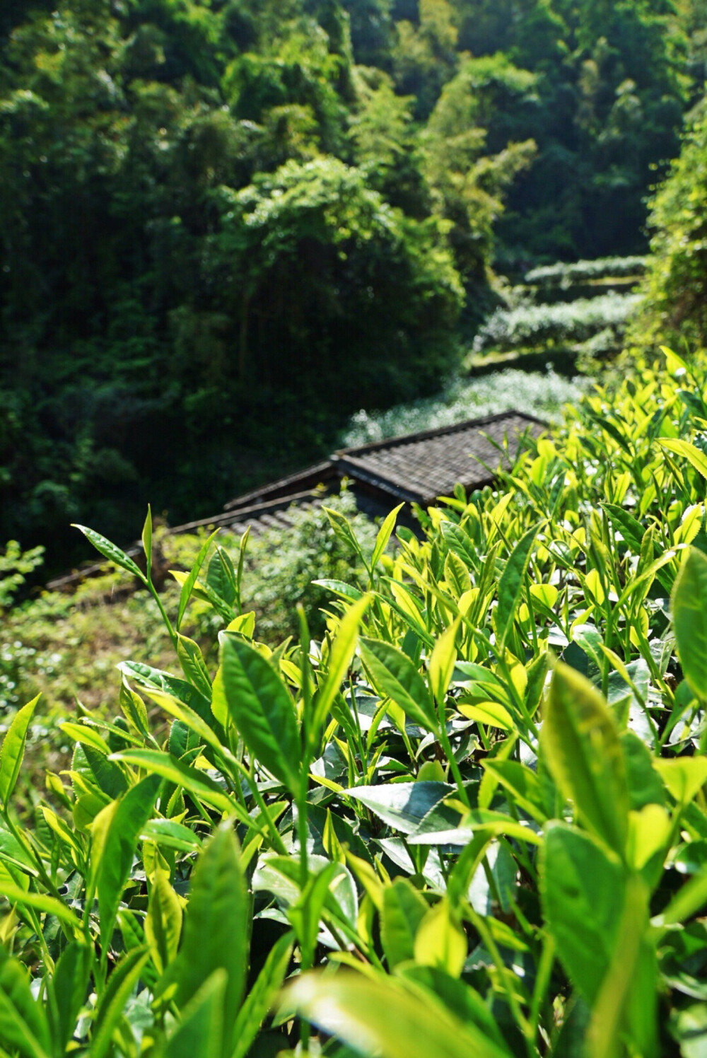 武夷山间小路上的花花草草