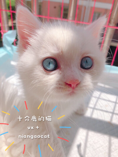 纯白 蓝白 网红猫 布偶猫 高地 英短 美短 乳白 蓝眼睛猫咪 加菲 精品猫咪 买精品猫咪 ＋ v niangaocat 