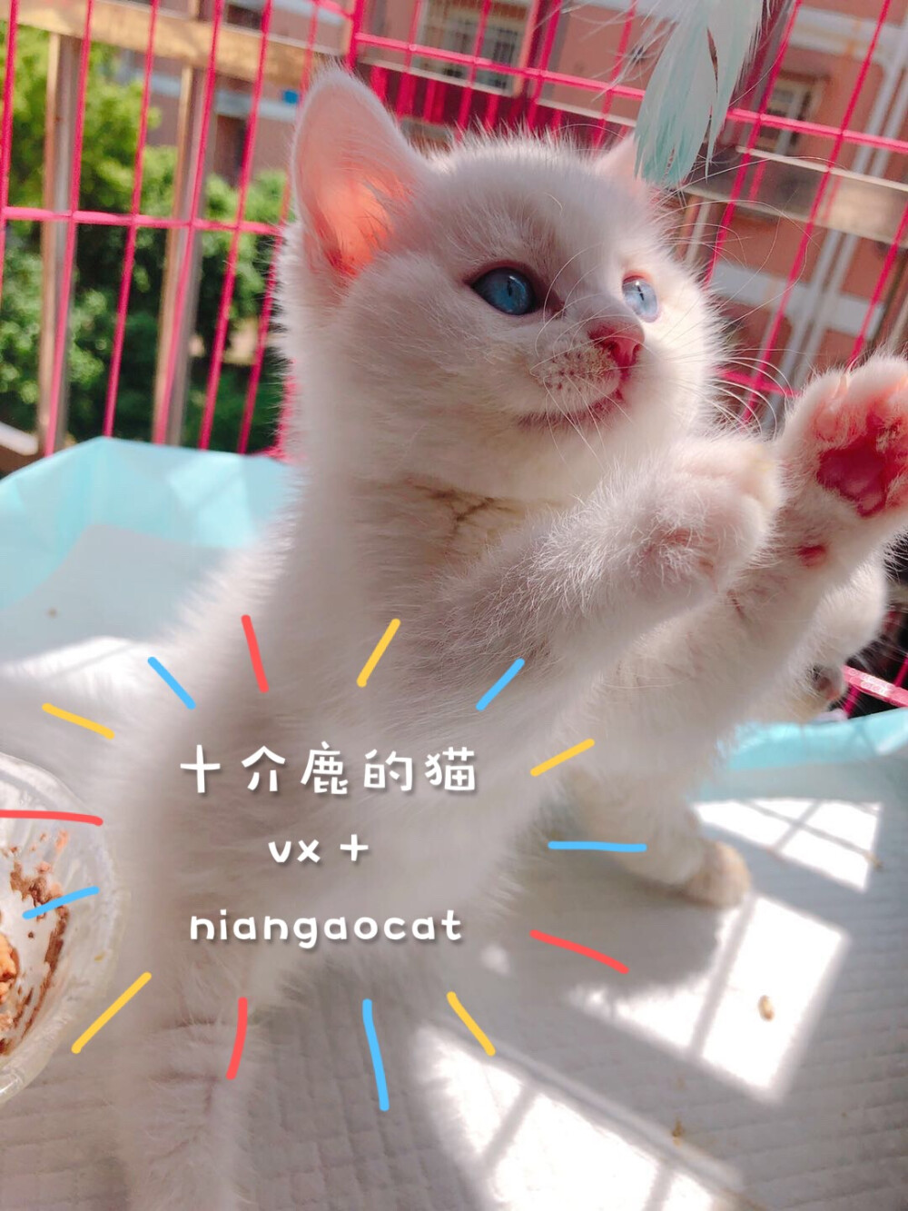 纯白 蓝白 网红猫 布偶猫 高地 英短 美短 乳白 蓝眼睛猫咪 加菲 精品猫咪 买精品猫咪 ＋ v niangaocat 