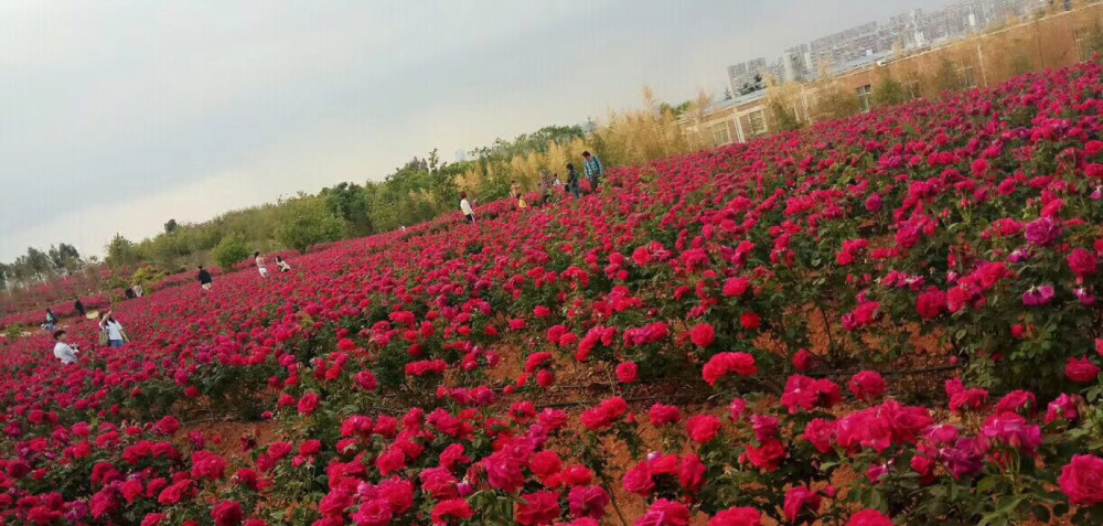 以前看见玫瑰花，就觉得很好看。现在看见玫瑰花就想吃鲜花饼