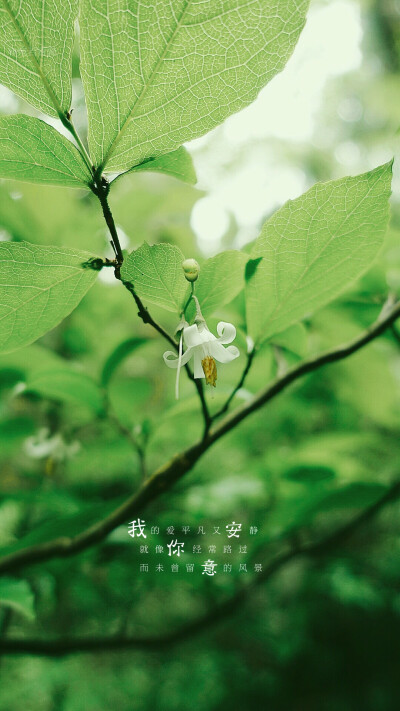 生活随拍 原创壁纸 （植物名称：白花龙）