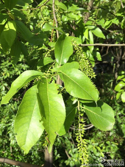 南川柳
杨柳科 柳属
乔木或灌木。幼枝有毛，后无毛。叶披针形，椭圆状披针形或长圆形，稀椭圆形，长4-7厘米，宽1.5-2.5厘米，先端渐尖，基部楔形，上面亮绿色，下面浅绿色，两面无毛；幼叶脉上有短柔毛，边缘有整齐…