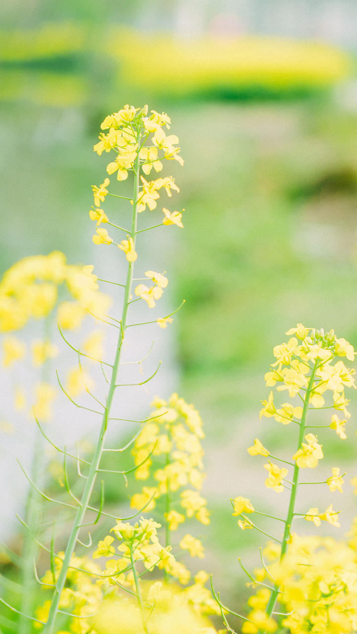 油菜花