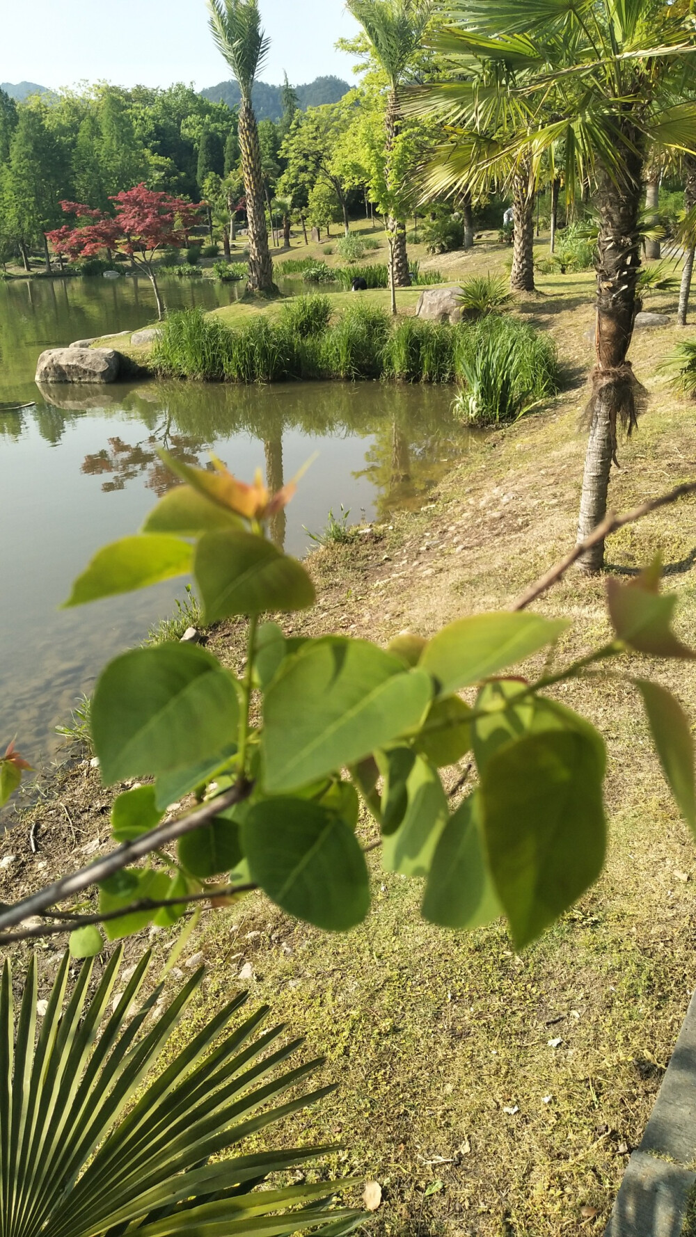 乌桕
大戟科
乌桕属
乔木，高可达15米许，各部均无毛而具乳状汁液；树皮暗灰色，有纵裂纹；枝广展，具皮孔。
叶互生，纸质，叶片菱形、菱状卵形或稀有菱状倒卵形，长3-8厘米，宽3-9厘米，顶端骤然紧缩具长短不等的尖头，基部阔楔形或钝，全缘；中脉两面微凸起，侧脉6-10对，纤细，斜上升，离缘2-5毫米弯拱网结，网状脉明显；叶柄纤细，长2.5-6厘米，顶端具2腺体；托叶顶端钝，长约1毫米。